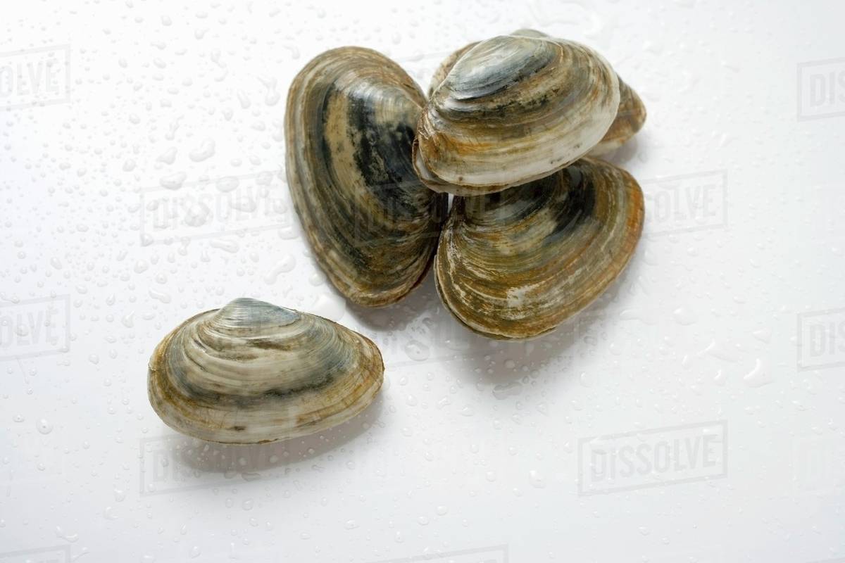 Four clams Stock Photo Dissolve