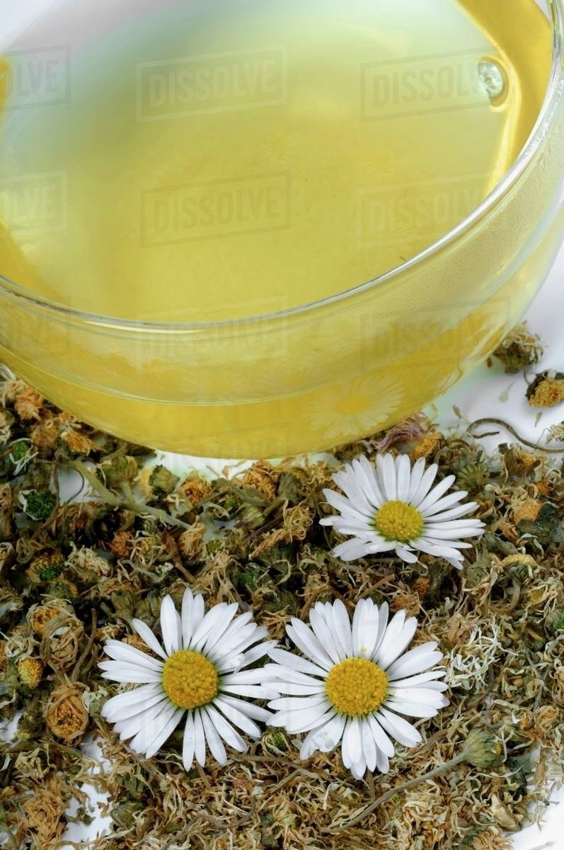 Daisy tea with fresh and dried daisies Stock Photo Dissolve