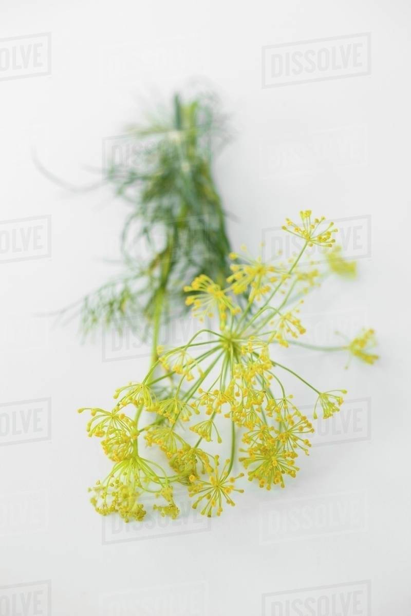 Fresh dill with flowers Stock Photo Dissolve
