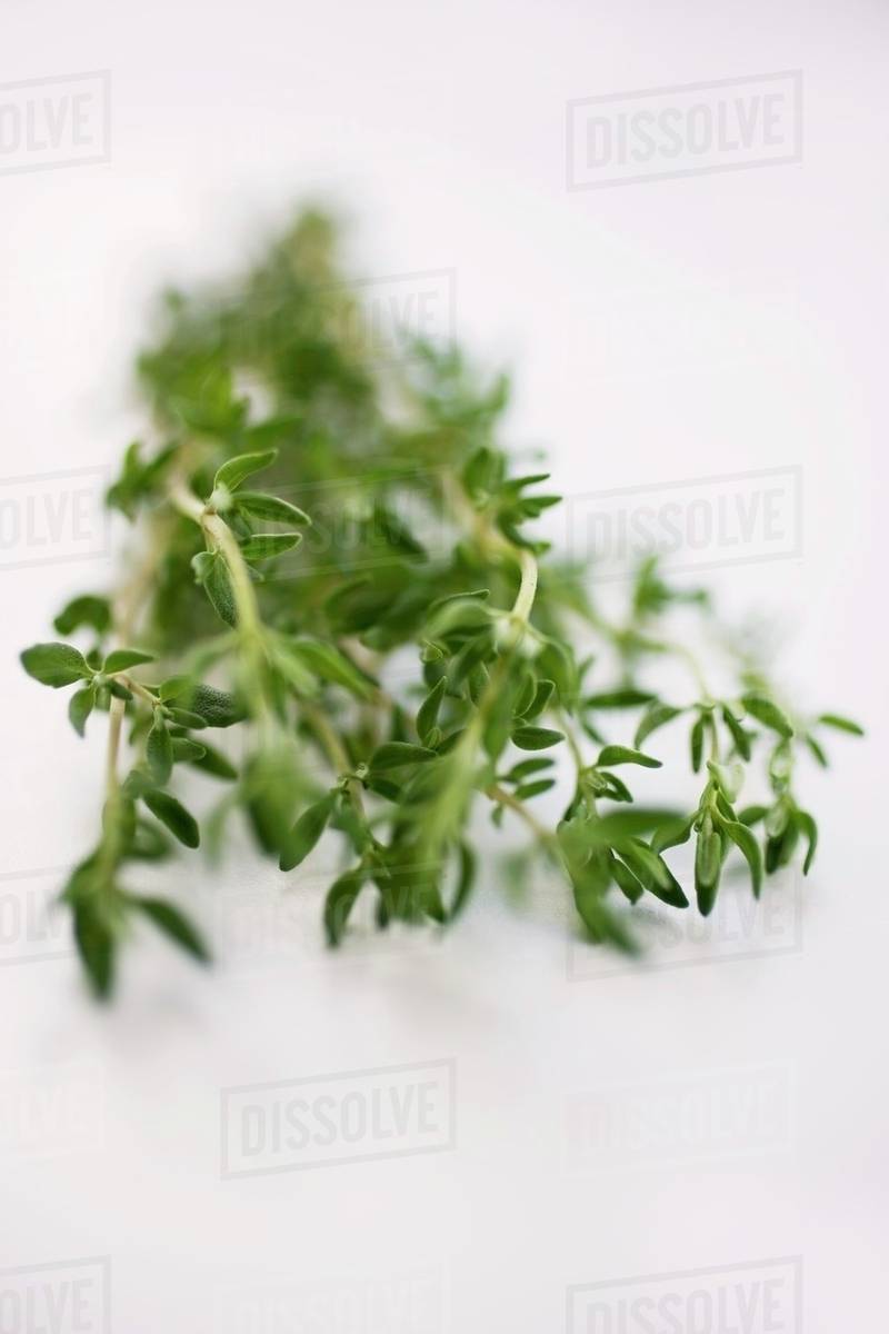 A few sprigs of thyme Stock Photo Dissolve