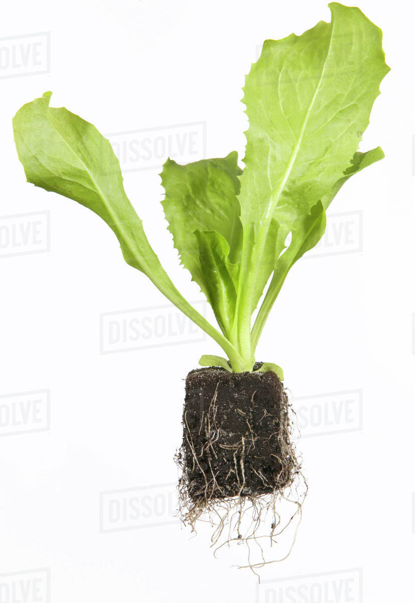 Lettuce seedling Stock Photo Dissolve