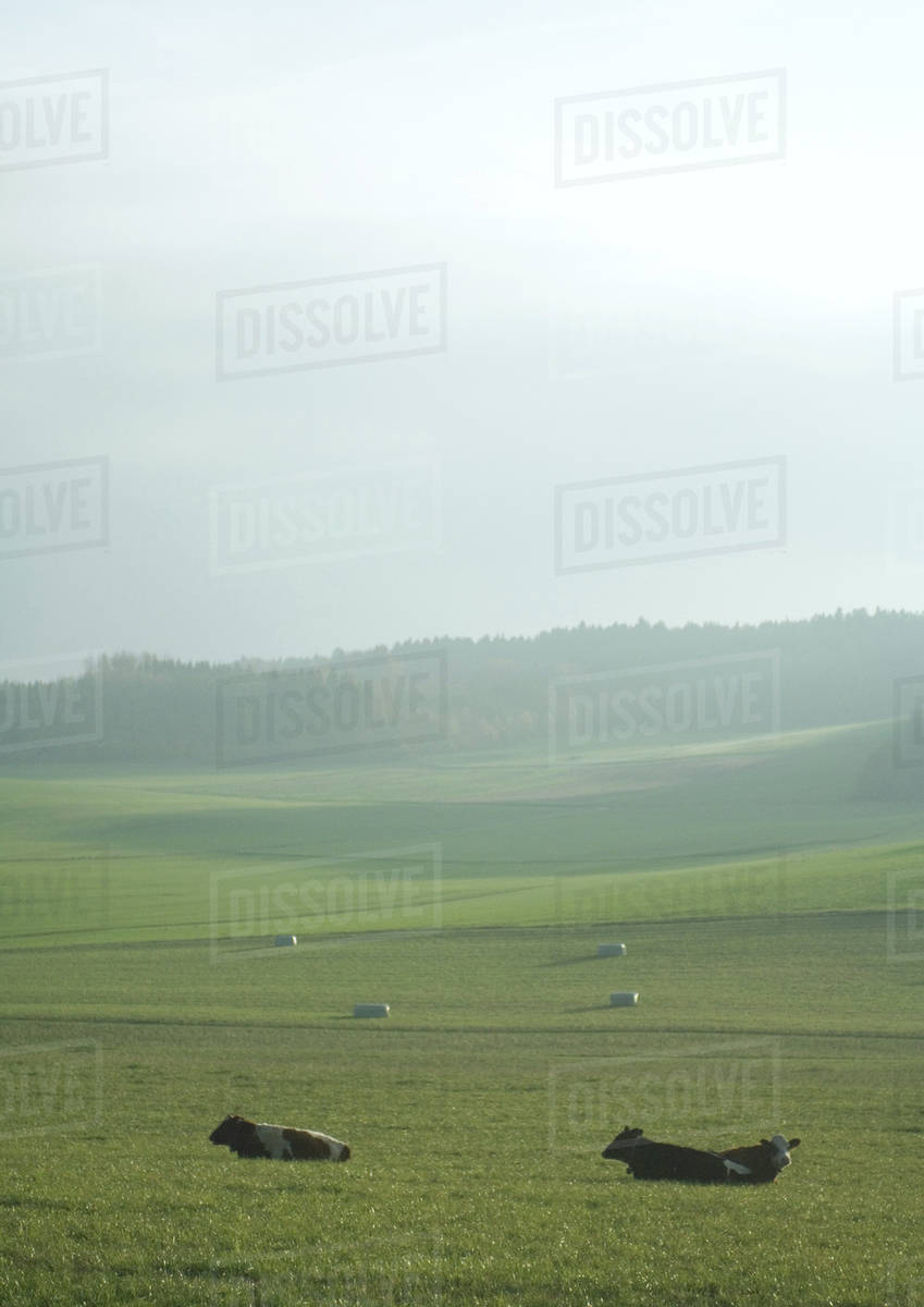 Cows lying down in pasture Stock Photo Dissolve