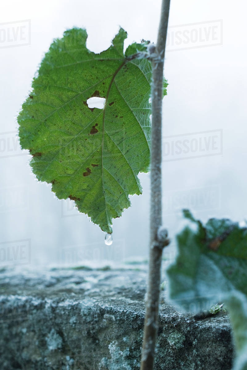 Leaf dripping Stock Photo Dissolve