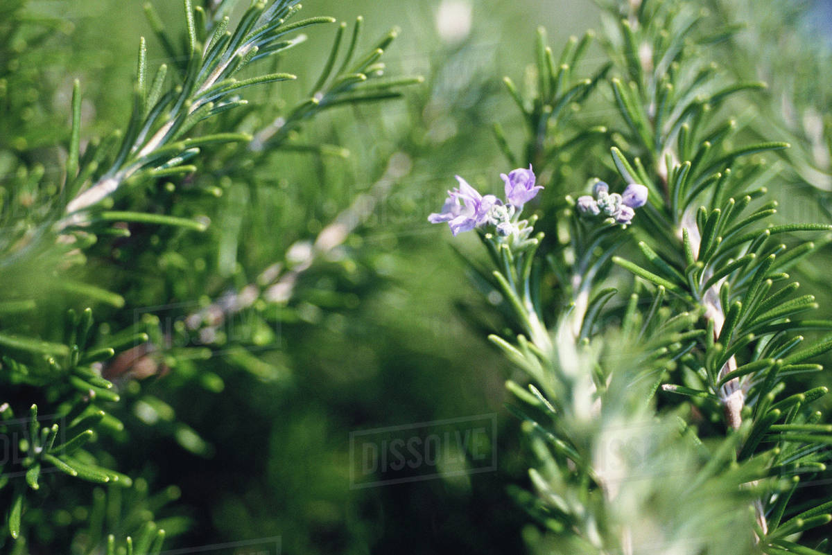 Rosemary plant in bloom, closeup Stock Photo Dissolve