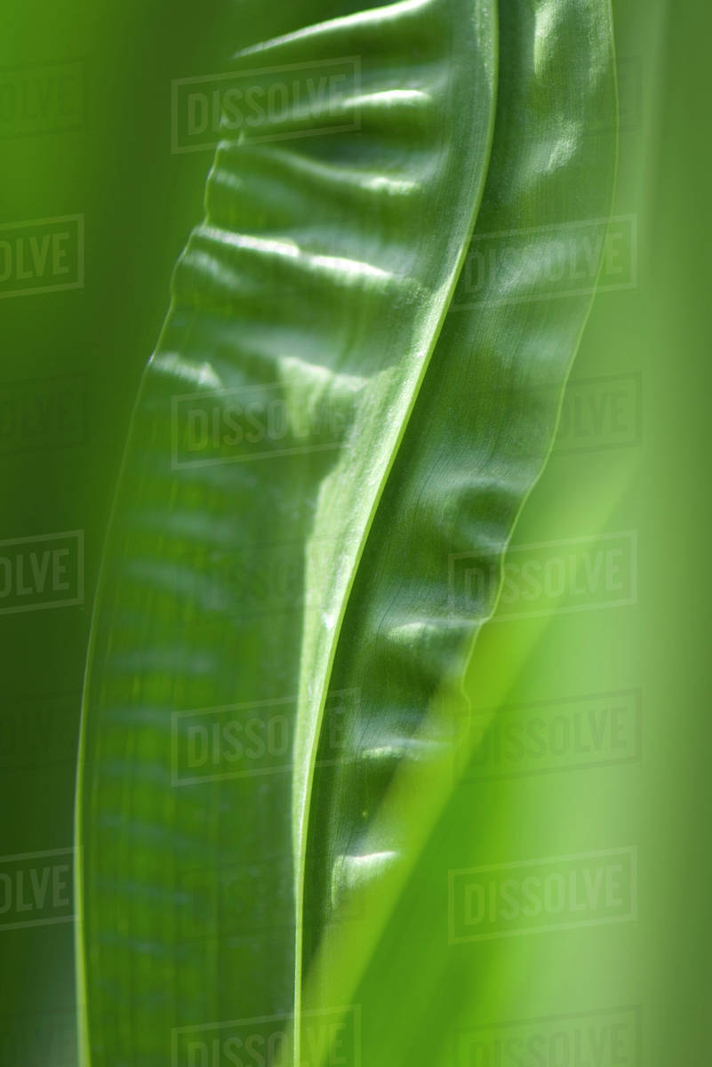 Wrinkled leaves, close-up - Stock Photo - Dissolve