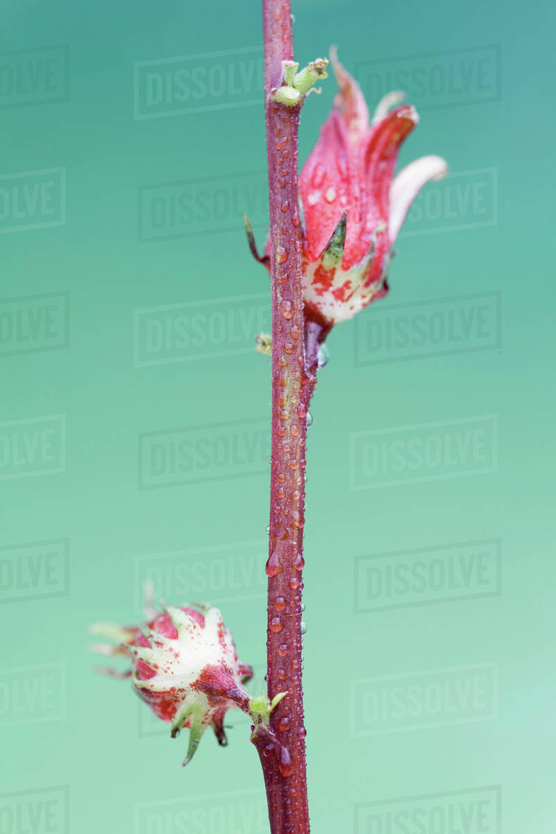 Exotic red tropical flower blossoming on red stemmed plant - Stock Photo - Dissolve