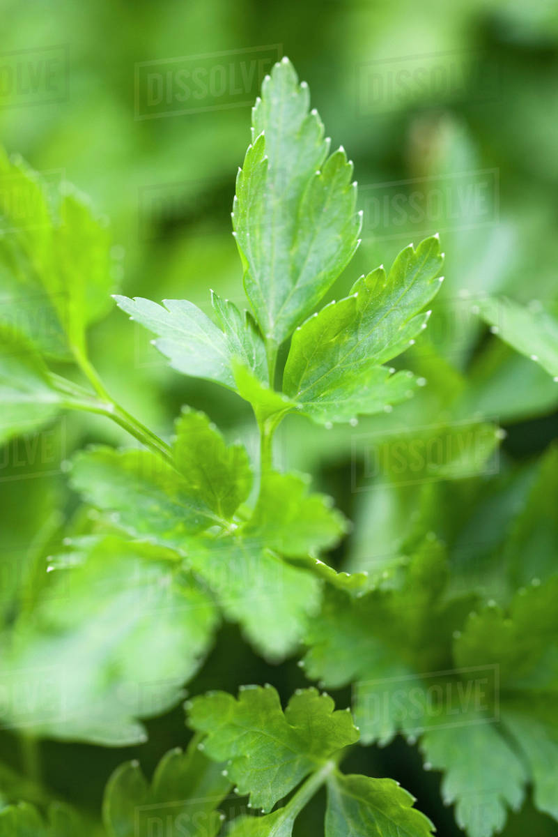 Flat leaf parsley growing, closeup Stock Photo Dissolve