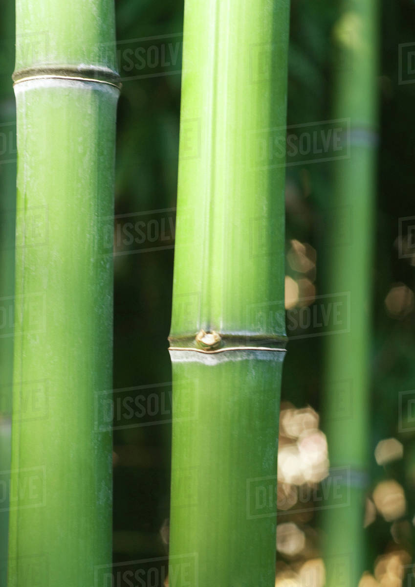 Bamboo stems, closeup Stock Photo Dissolve
