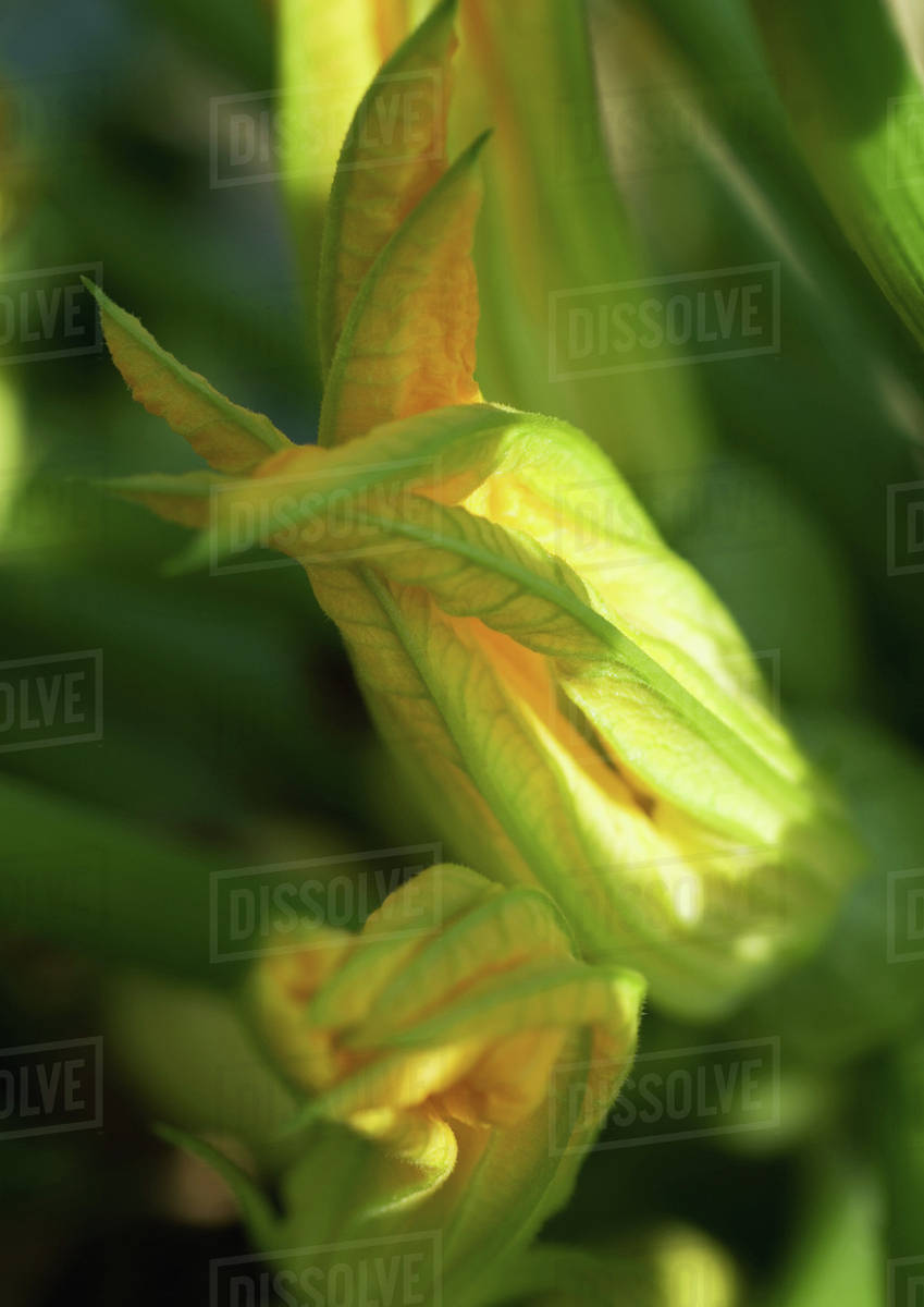 Zucchini blossoms, closeup Stock Photo Dissolve