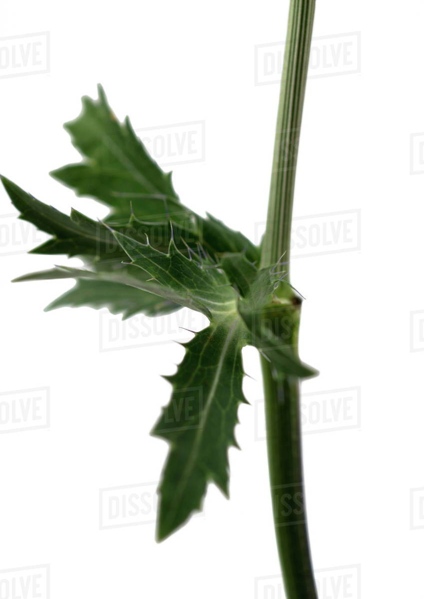 Thistle leaves, closeup Stock Photo Dissolve