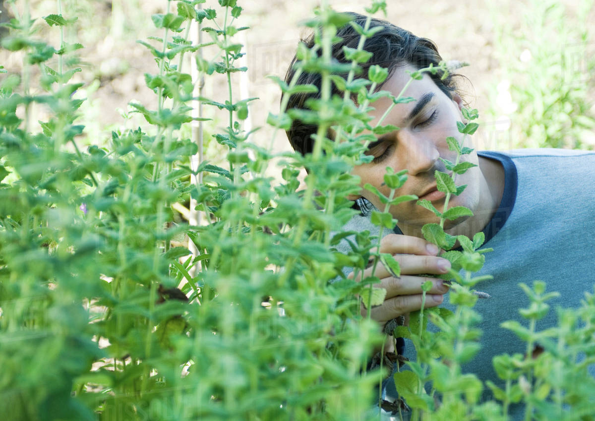 Man smelling herbs Stock Photo Dissolve