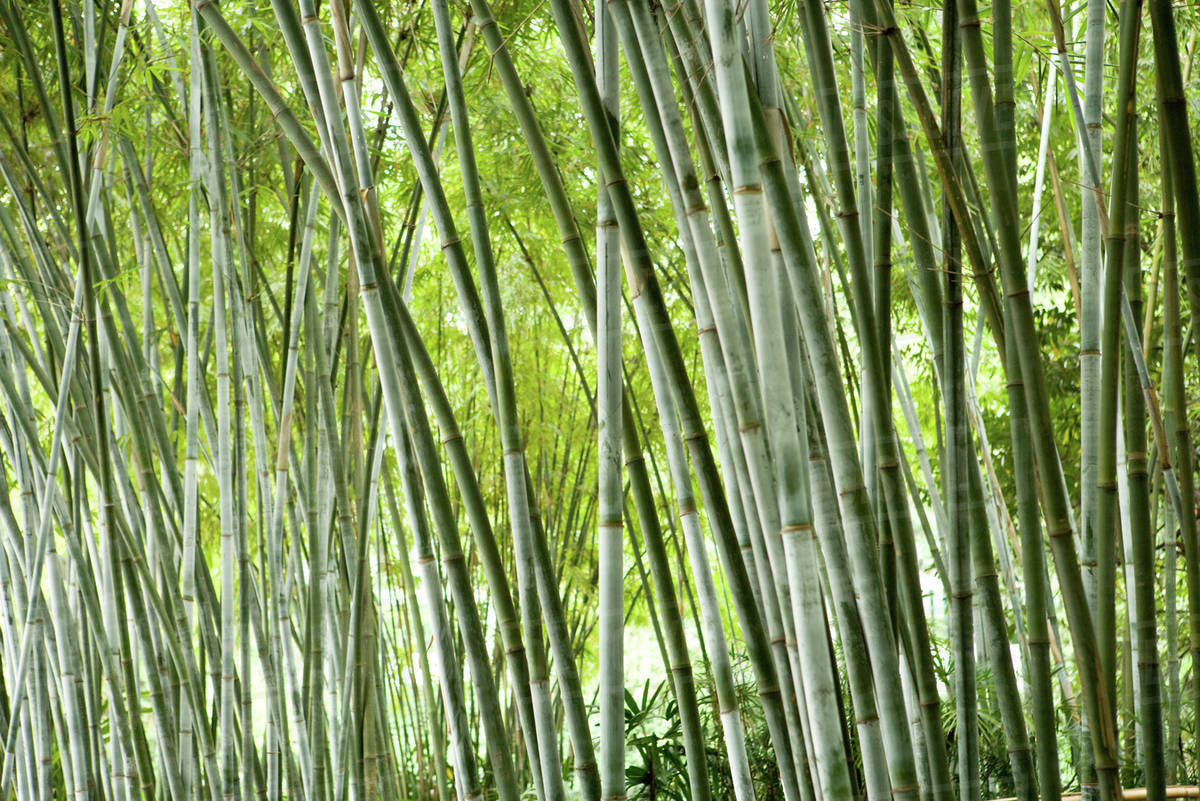 Bamboo grove Stock Photo Dissolve