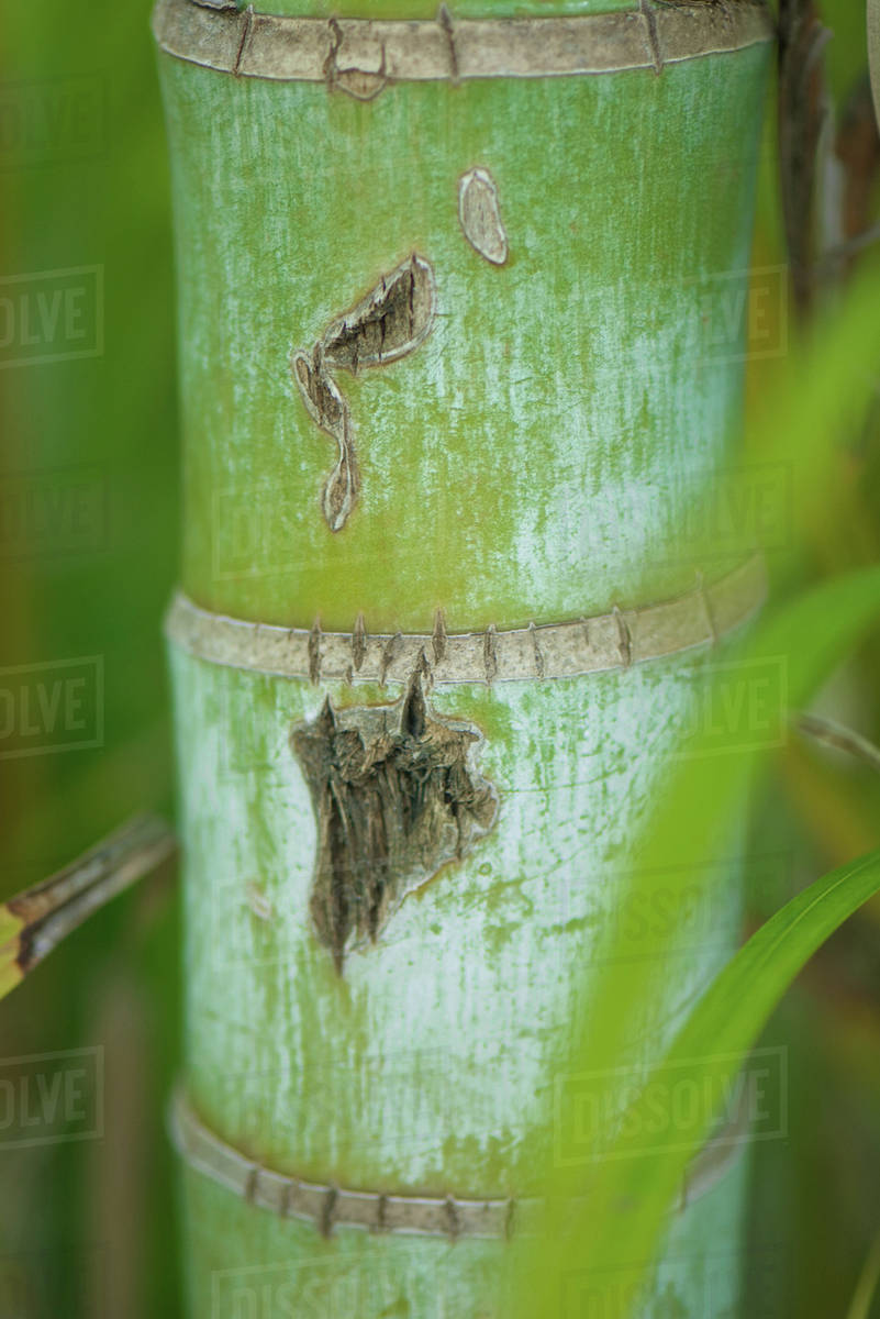 Bamboo stalk, closeup Stock Photo Dissolve