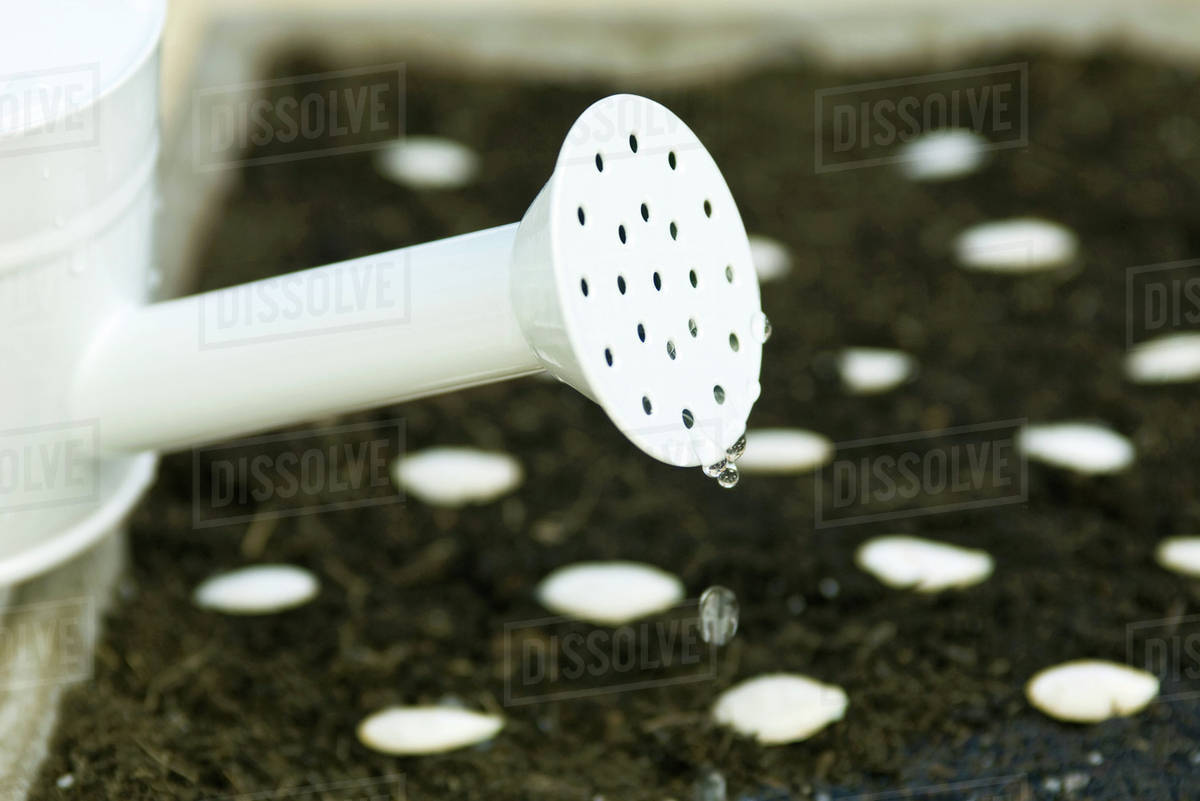 Watering newly planted seeds Stock Photo Dissolve