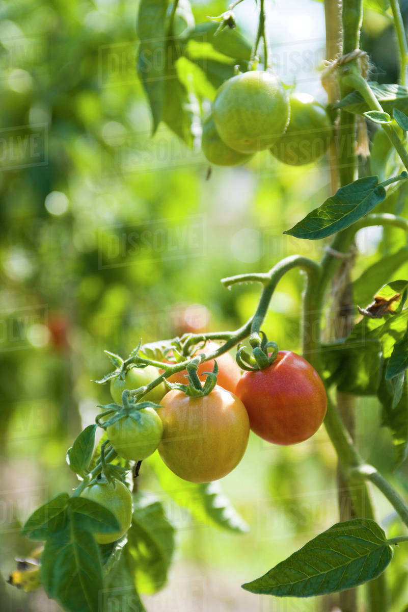 Tomatoes ripening on vine Stock Photo Dissolve