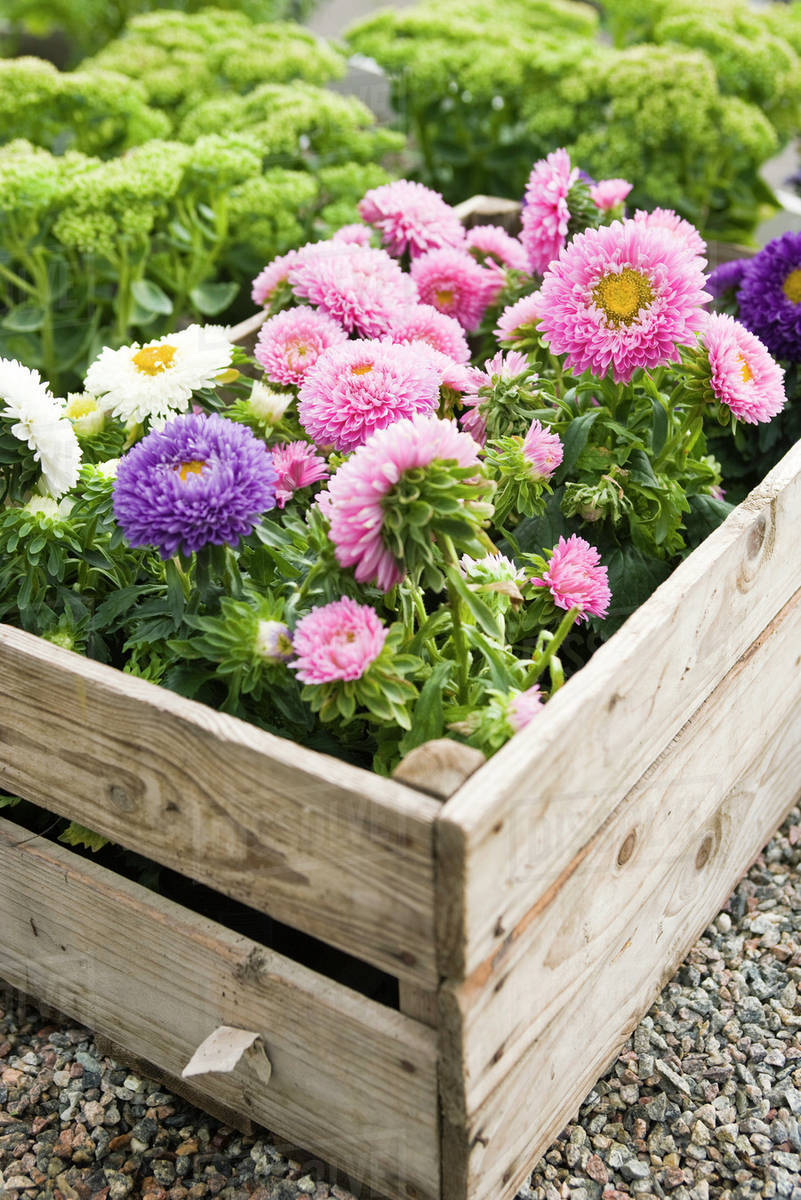 Chrysanthemums growing in planter Stock Photo Dissolve