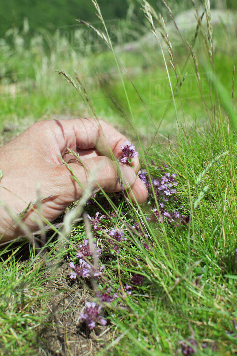 Hand picking wildflower Stock Photo Dissolve
