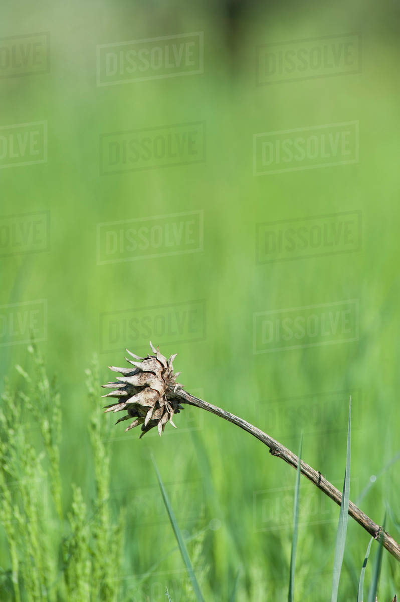 Dead flower Stock Photo Dissolve