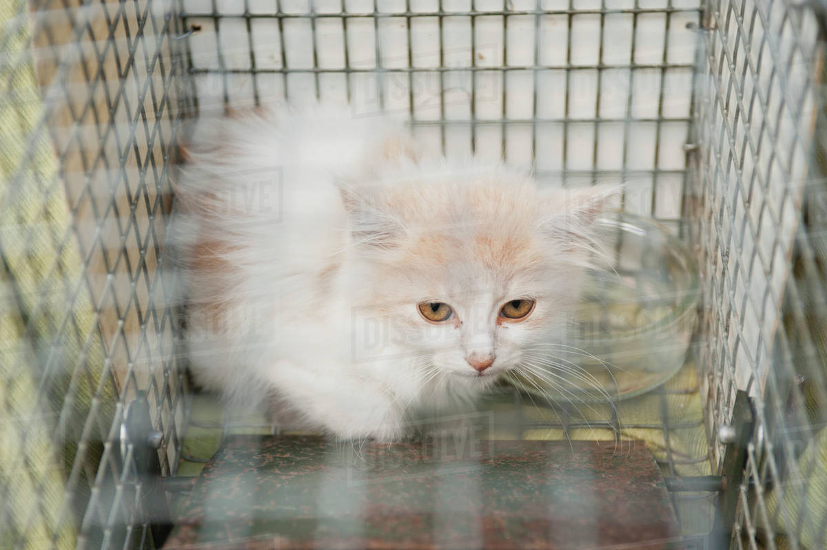 Kitten in cage Stock Photo Dissolve