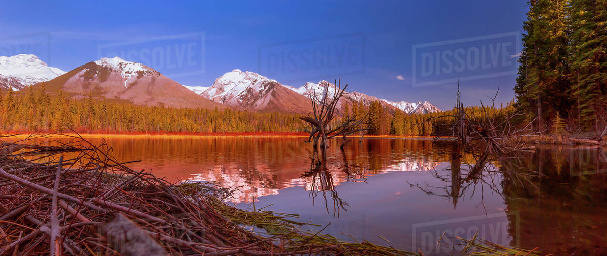 Beaver dam and dead trees in a lake under the mountains Royalty-free stock photo