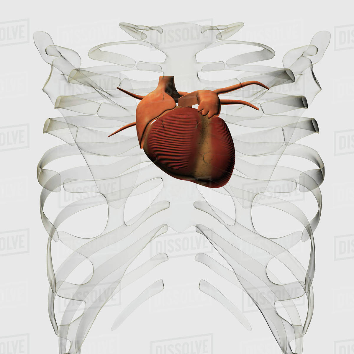 Medical illustration of human heart and rib cage. Stock Photo Dissolve