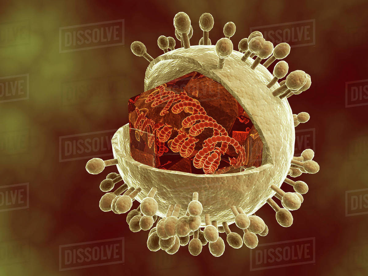 Conceptual image of human cytomegalovirus. Cytomegalovirus is a genus