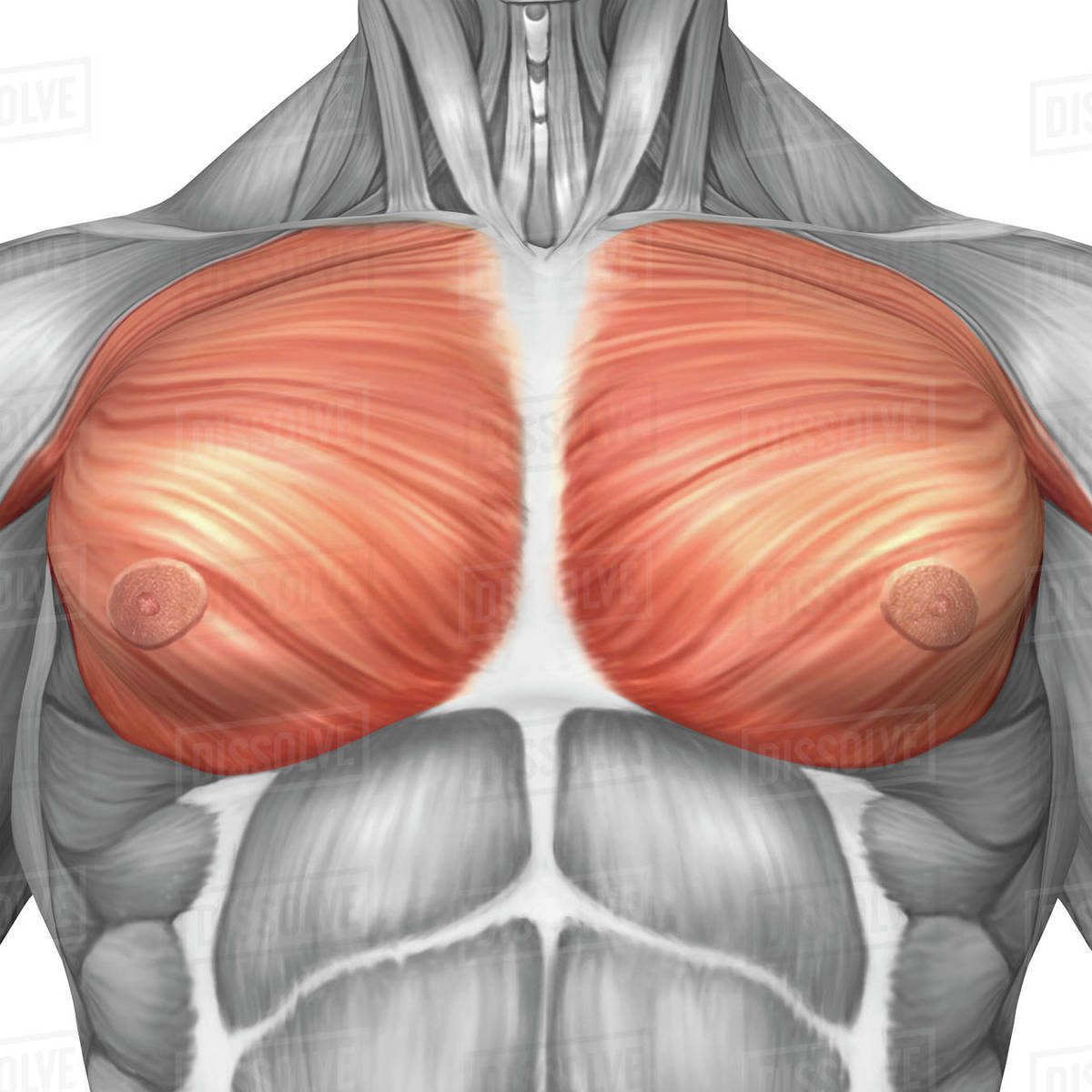 Abdominal Muscle Anatomy Male : Anatomy Of Male Pectoral Muscles Stock