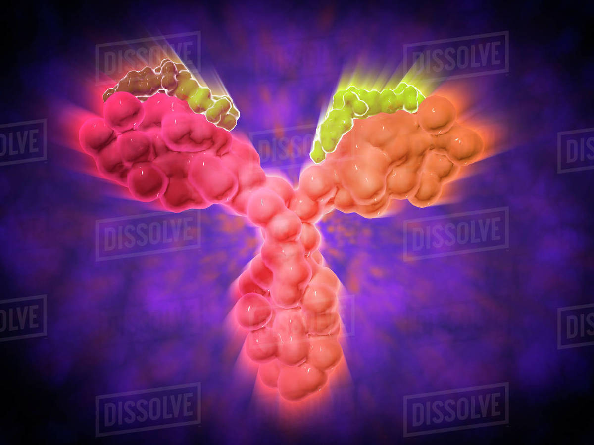 Microscopic view of a human antibody. Human antibodies are the Yshaped