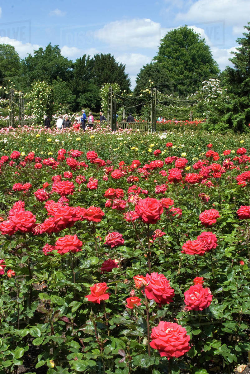 Red roses in Regents Park, London, England, UK. Stock Photo Dissolve