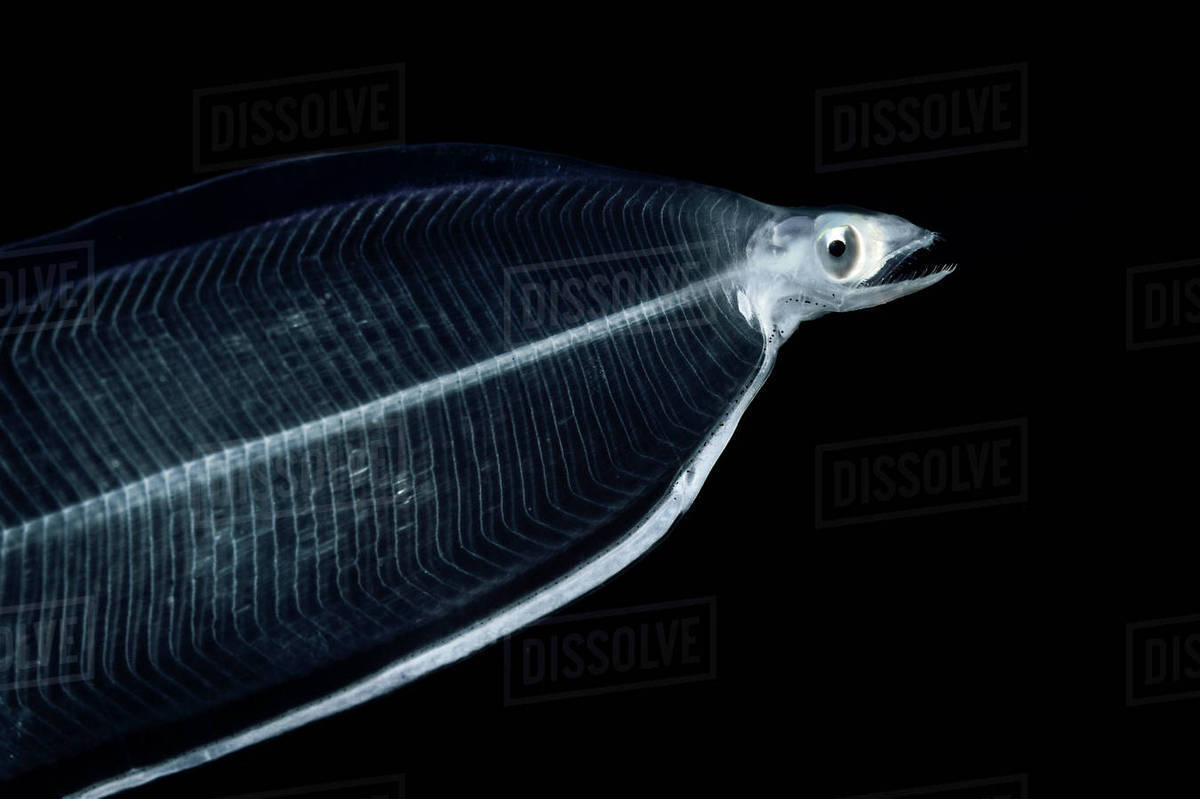 Eel (Anguilla leptocephali) larva, Sargasso Sea, Bermuda. - Stock Photo -  Dissolve