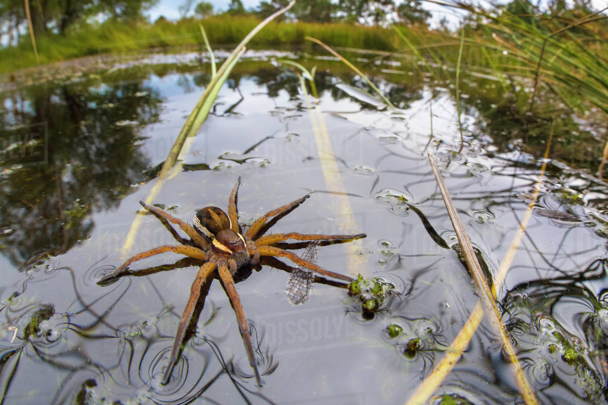 Raft Spider (Dolomedes fimbriatus) female on heathland pool. Note wing