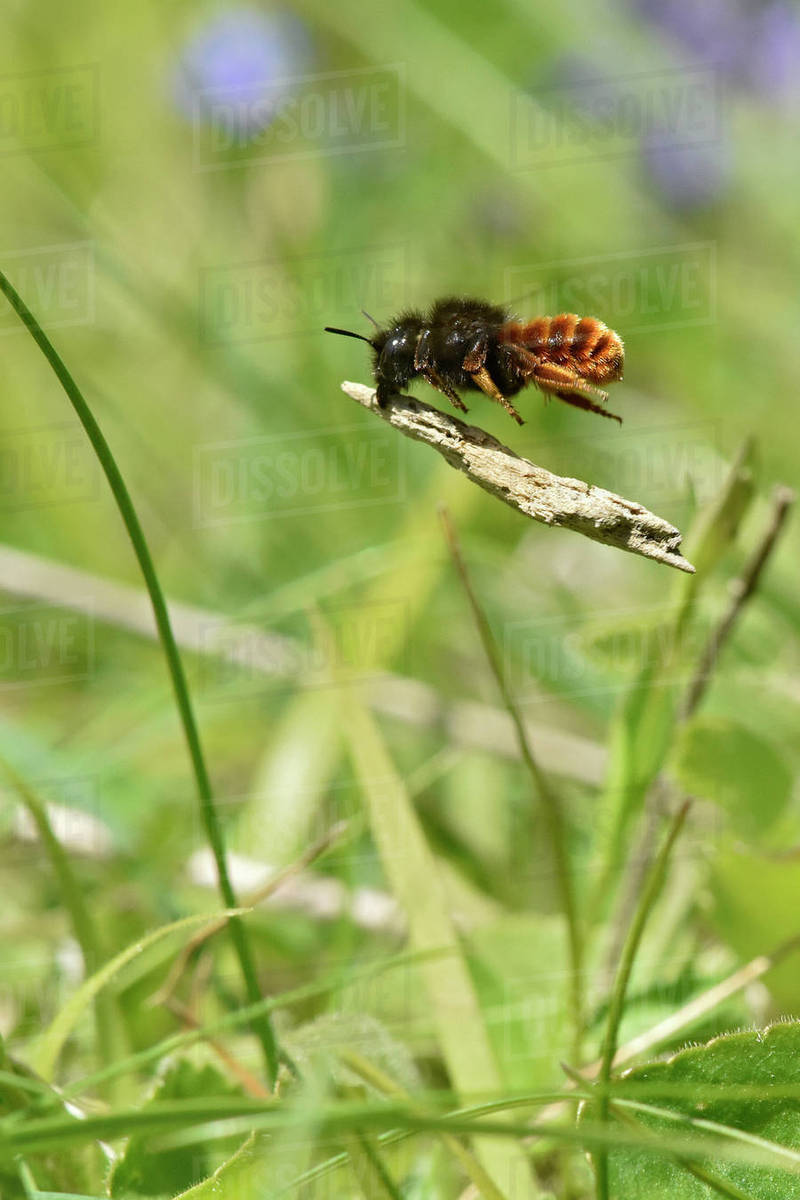 two coloured mason bee