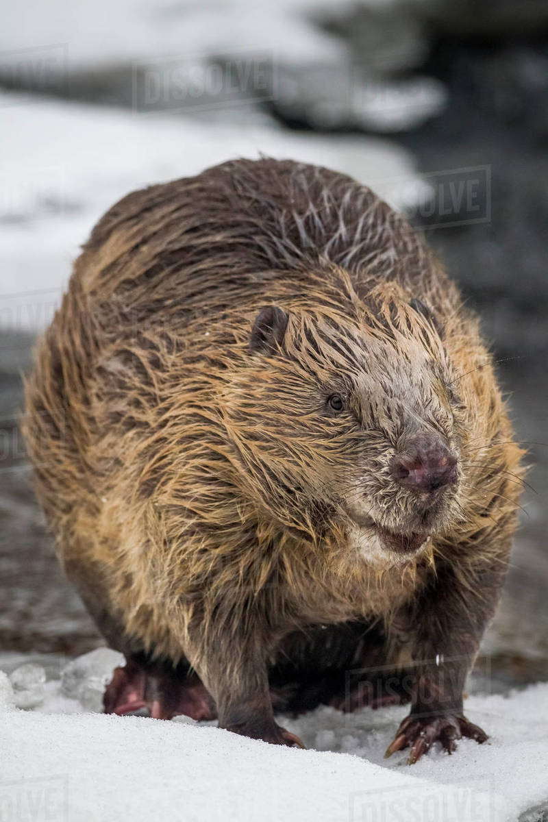 European beaver (Castor fiber) portrait. Standing on snow at rivers