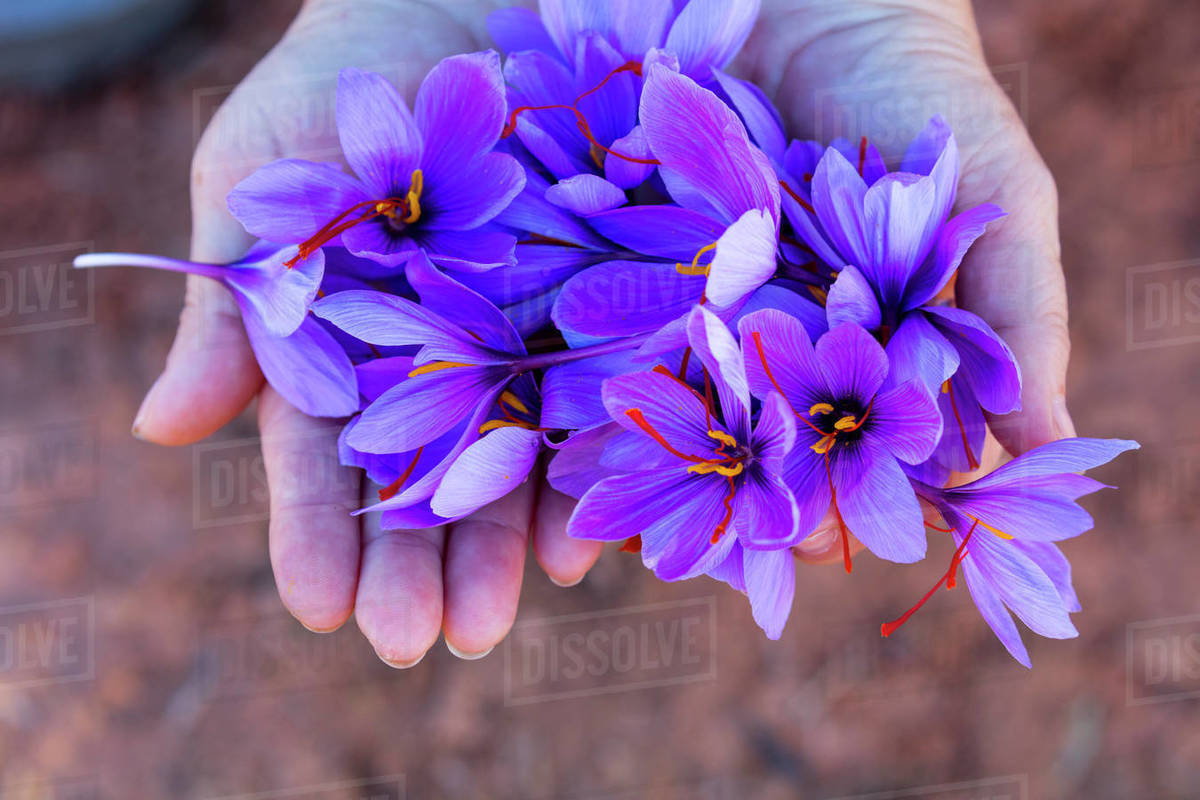 Person holding harvested Saffron crocuses (Crocus sativus), cultivated