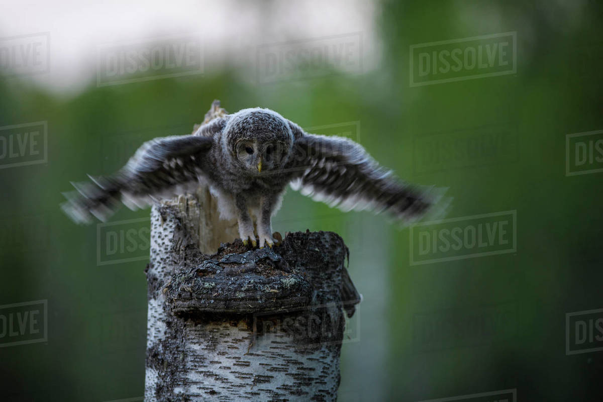 Ural owl (Strix uralensis) chick standing on edge of nest in tree stump