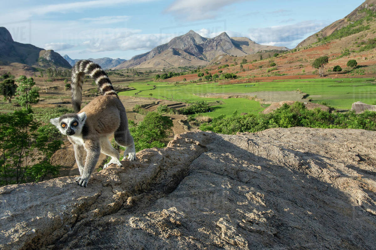 Ring-tailed lemur (Lemur catta) in habitat, Anjaha Community