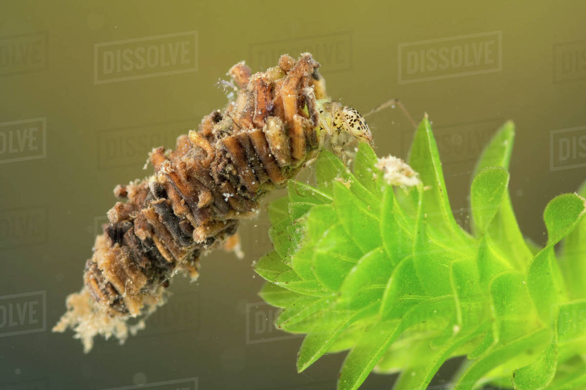Casebuilding caddisfly larva (Trichoptera), Europe, June. Controlled