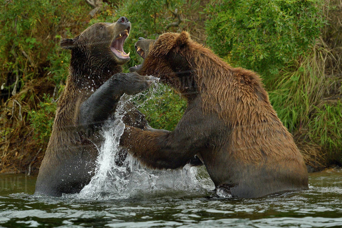 Grizzly bears (Ursus arctos horribilis) fighting in water, Katmai ...