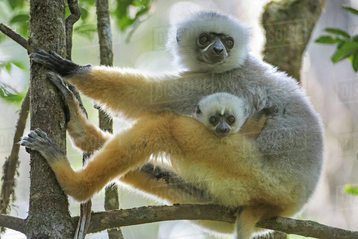 Diademed Sifaka Propithecus Diadema Female With Baby Sitting In Tree 