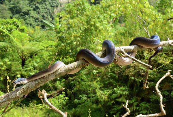 Northern white-lipped python (Leiopython albertisii) in tree, Irian ...