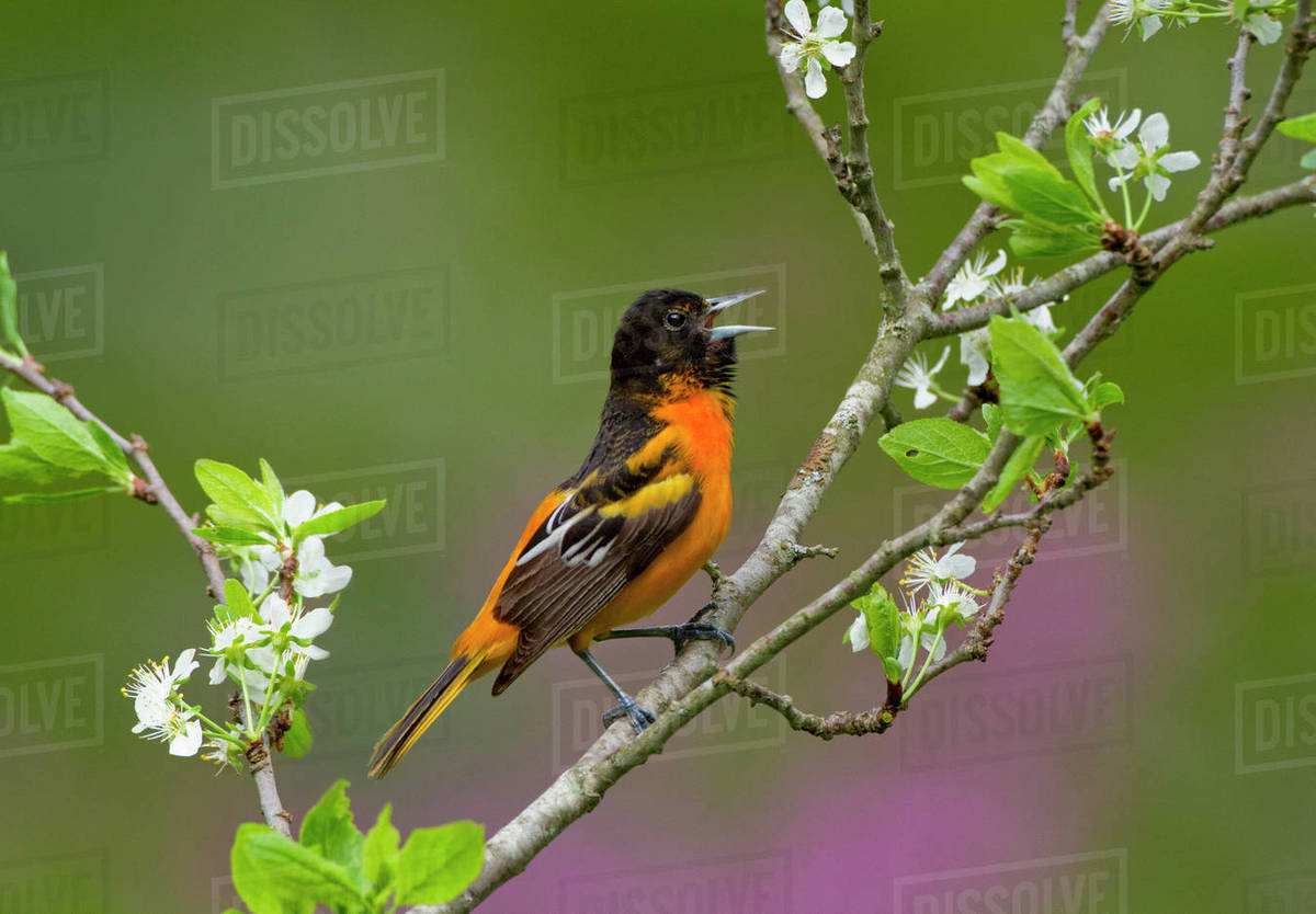 Baltimore oriole (Icterus galbula) male singing in spring, perched on