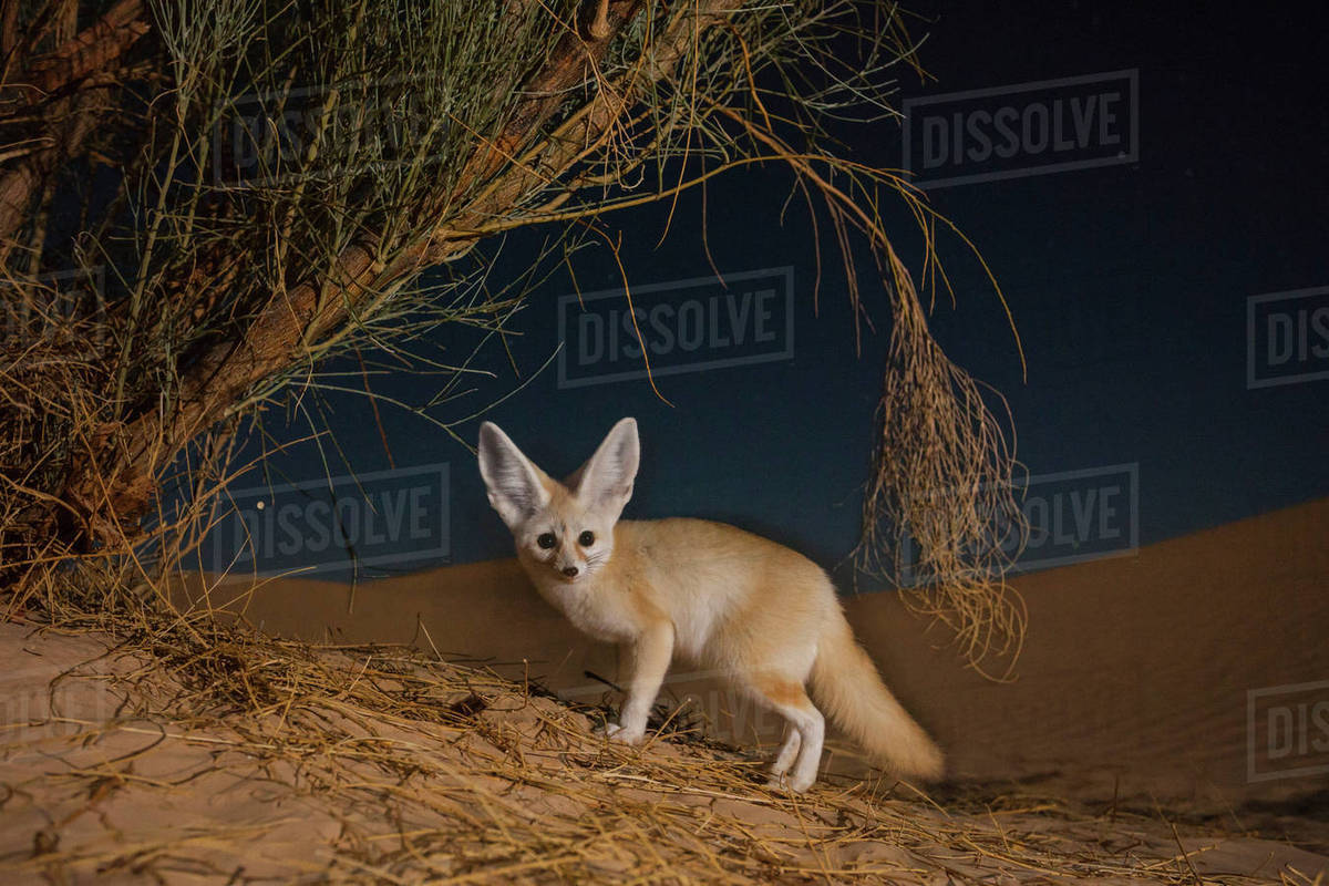 Fennec fox (Vulpes zerda) adult at night digging for prey among the