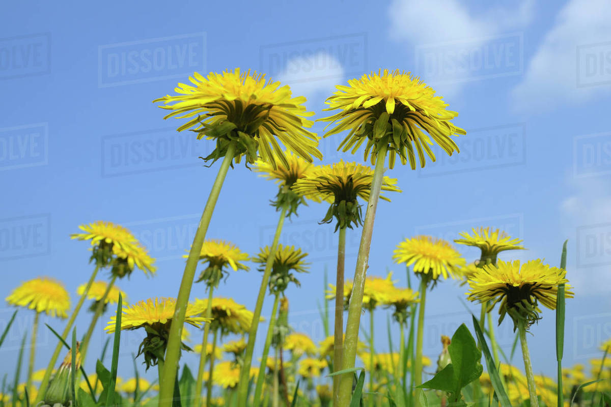 Closeup of Dandelions Stock Photo Dissolve