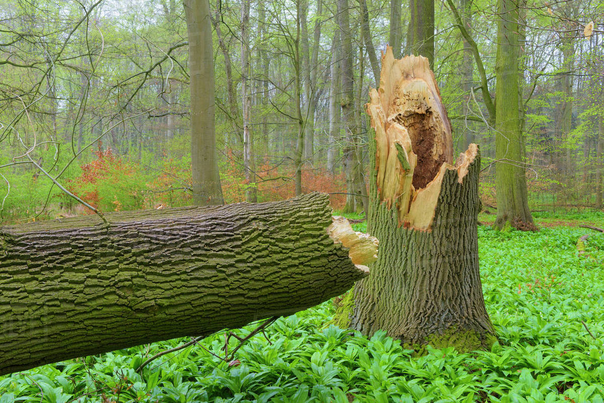 Broken Old English Oak Tree in Spring, Hesse, Germany Stock Photo