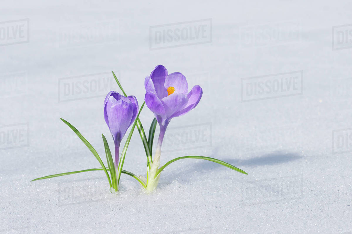 spring crocuses in snow