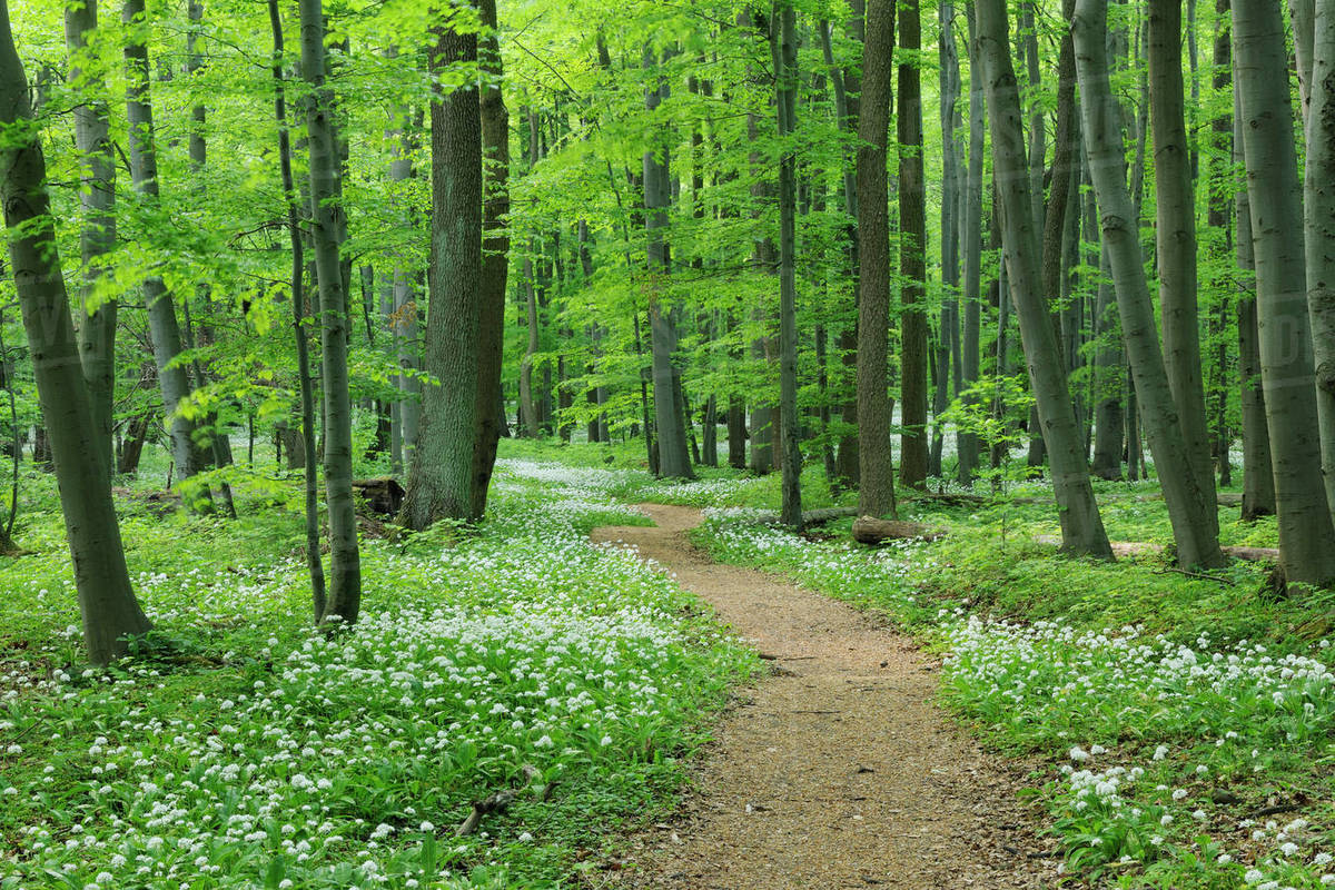Footpath through Ramsons (Allium ursinum) in European Beech (Fagus