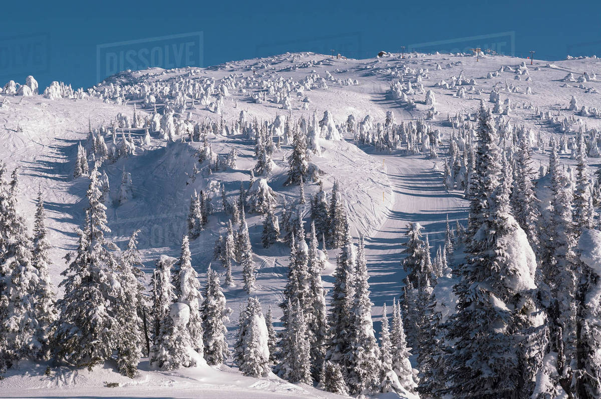 Snow Covered Trees, Big White Mountain, Kelowna, British Columbia
