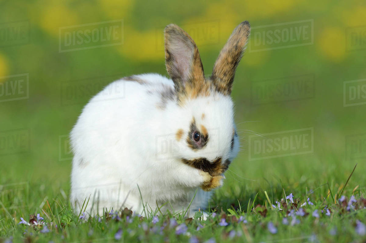Baby Rabbit cleaning Face in Flower Meadow in Spring, Bavaria, Germany