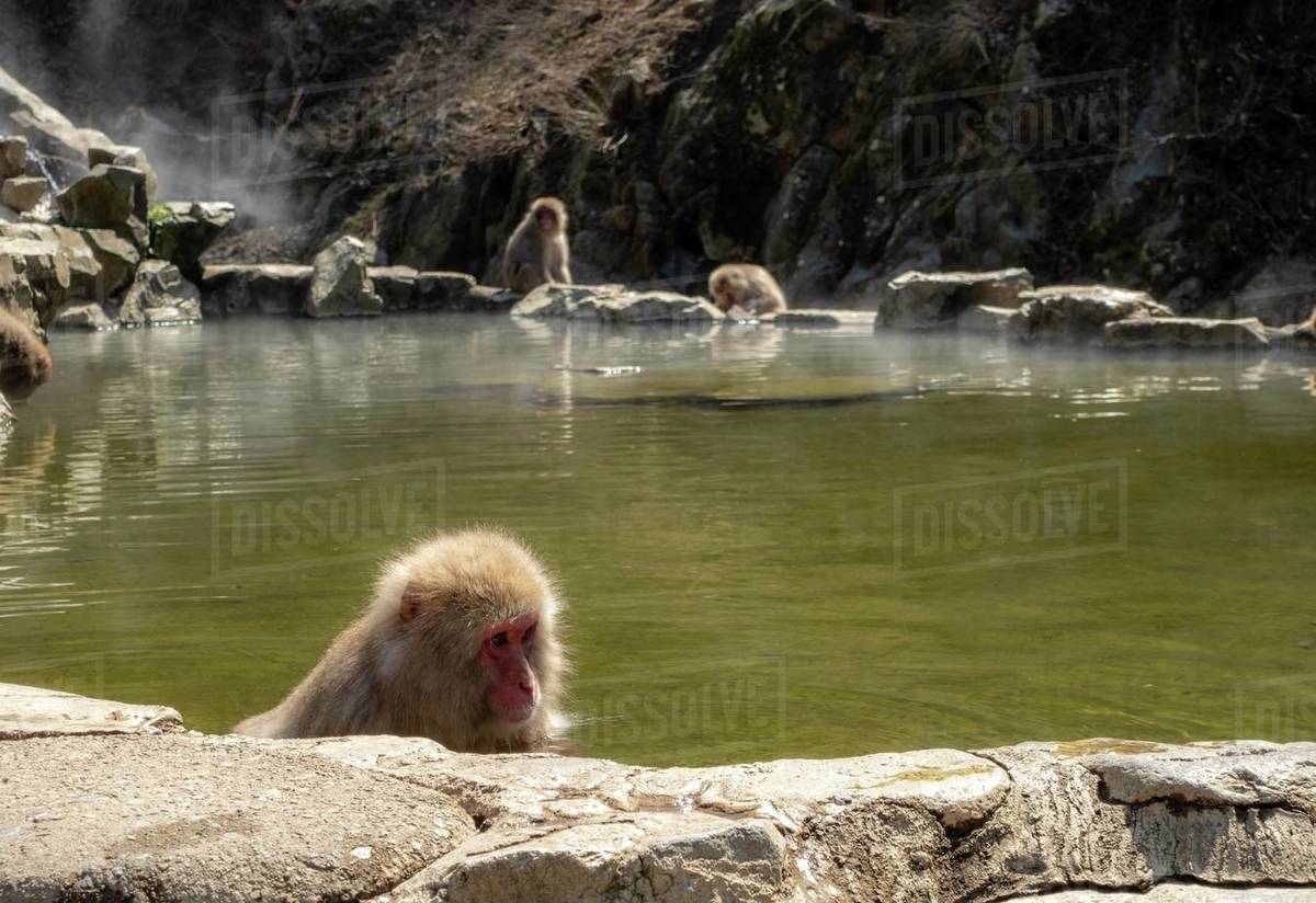 Jigokudani Nagano Monkey Park. Monkey bathing in Hot Springs water pond ...