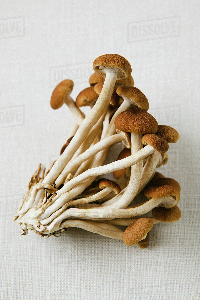 Cluster of wild mushrooms Stock Photo Dissolve